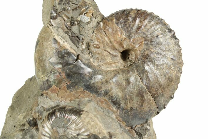 Cretaceous Ammonite (Jeletzkytes) Fossil - Wyoming #180842